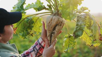 Person holding a sugar beet