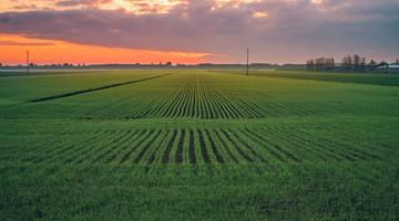 Field at sunset in Po Valley