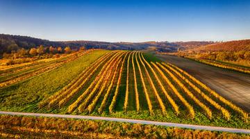 Wine filed in the Weinviertel region
