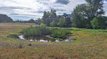 Field with a pond