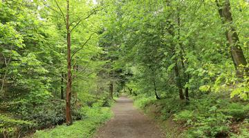 forest