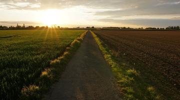 pathway-middle-grassy-field-cloudy-sky