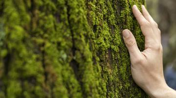 Hand touching tree moss close up