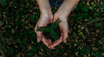 Hands holding a plant with soil