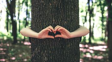 Woman’s hands hug a tree in the forest 