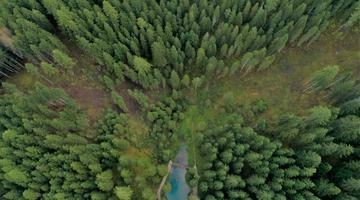 Coniferous Forest from a Birds Eye View