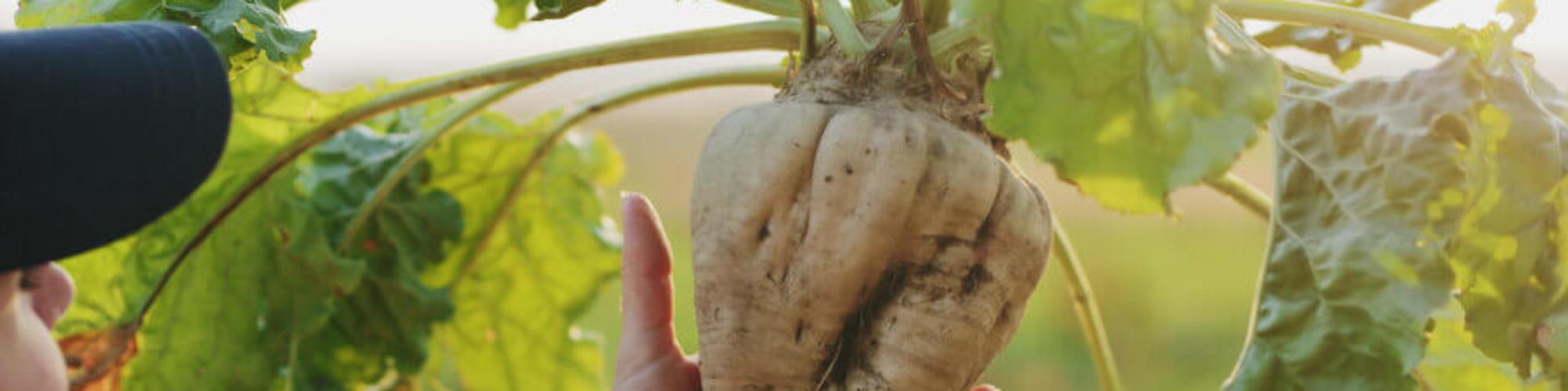 Person holding a sugar beet