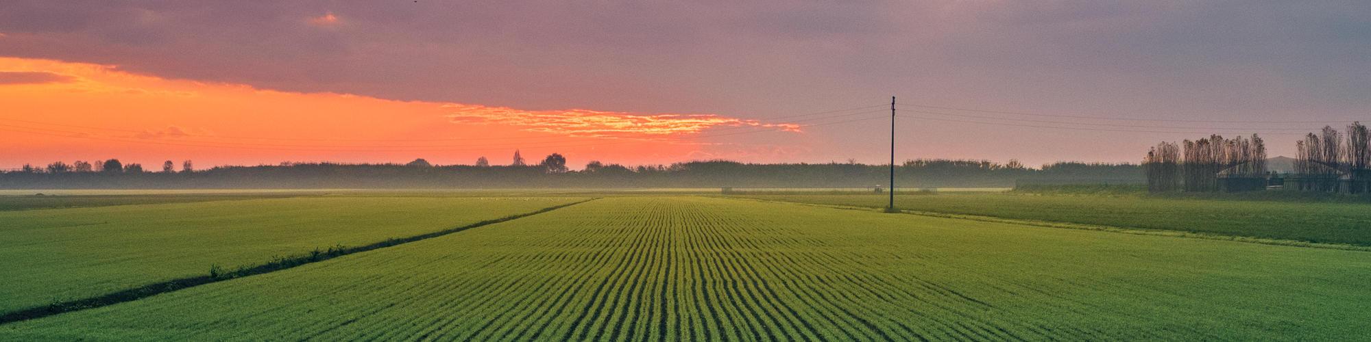 Field at sunset in Po Valley