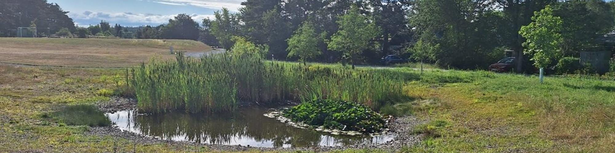 Field with a pond