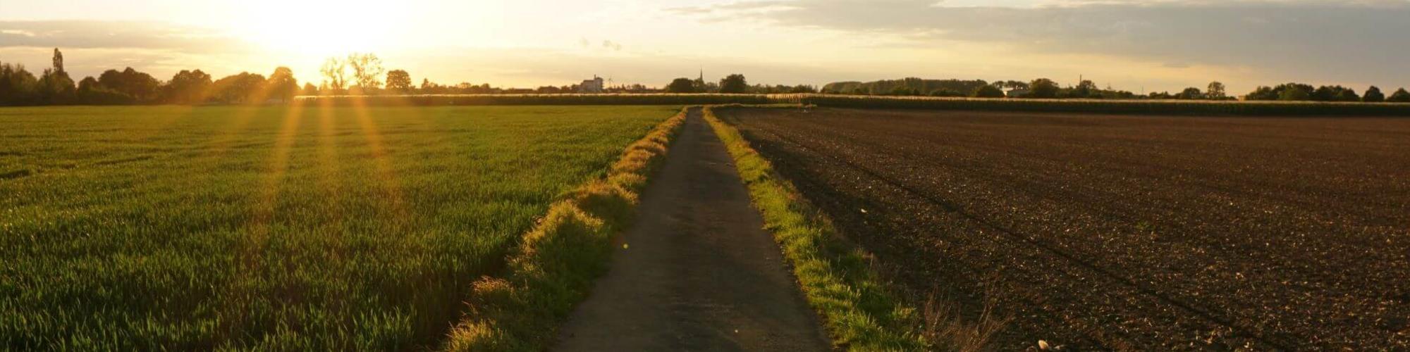 pathway-middle-grassy-field-cloudy-sky