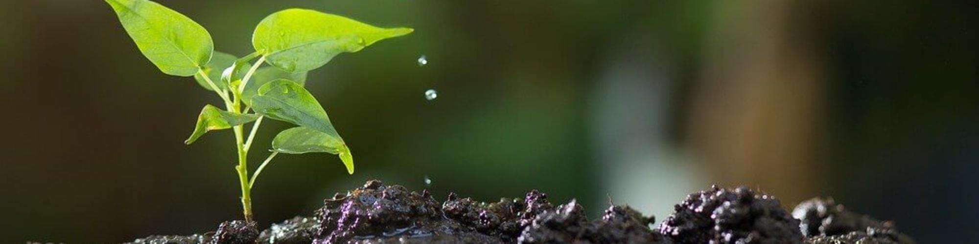 Soil