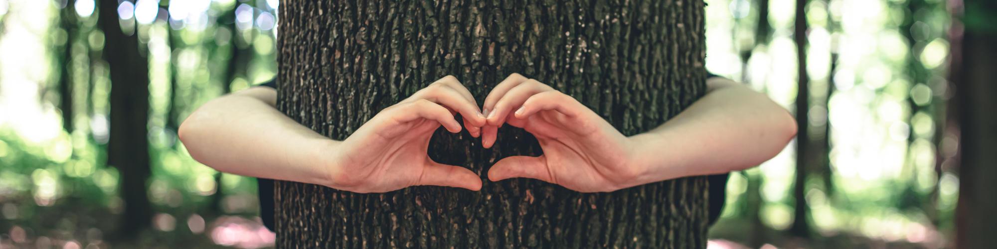 Woman’s hands hug a tree in the forest 