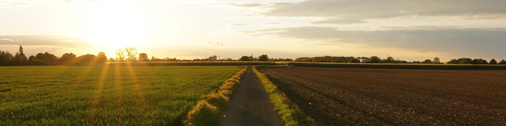 Pathway in the middle of a grassy field under a cloudy sky