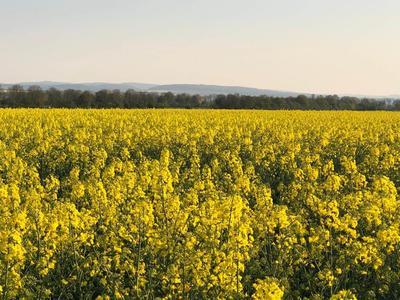 Flower field in the County of Euskirchen