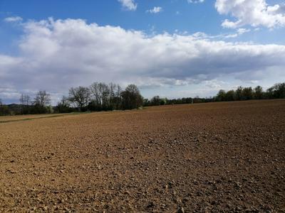 Field in the Lafnitz area