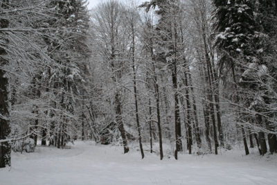 Wintery forest in the Kosice Region