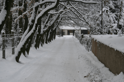 Wintery Road with trees