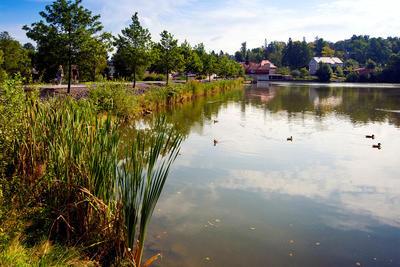 A pond in the sun in the town of Krasna Lipa