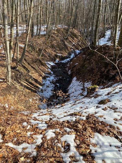 Forest in the winter