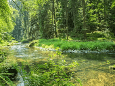 Green forest in sunshine