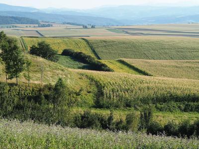 Field in the Weinviertel Region