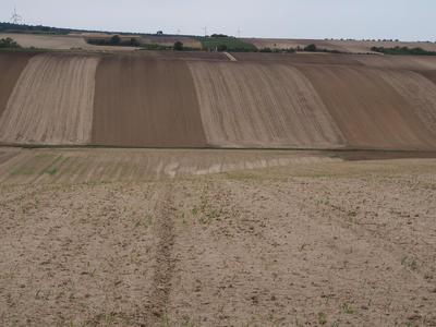 Field in the Weinviertel Region